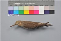 藏品(磯鷸)的圖片